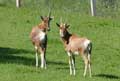 Antilope Damalisque