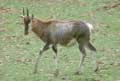 Antilope Damalisque