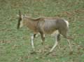 Antilope Damalisque