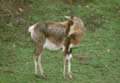 Antilope Damalisque