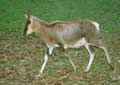 Antilope Damalisque