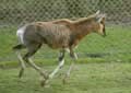 Antilope Damalisque