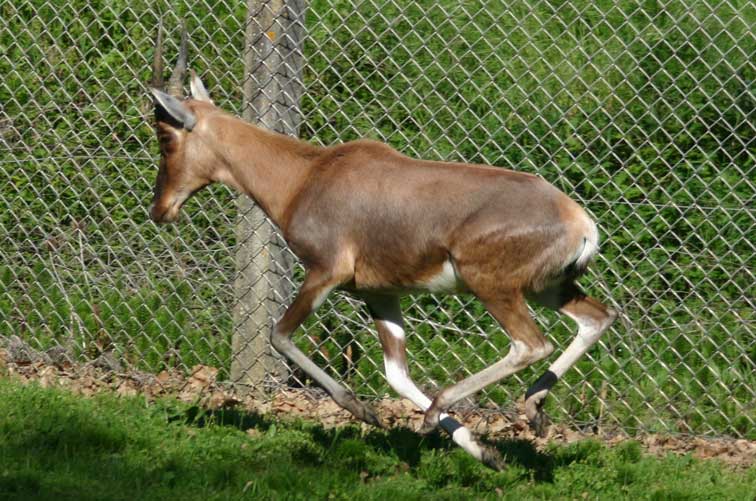 Antilope Damalisque - Copyright Puget-Passion