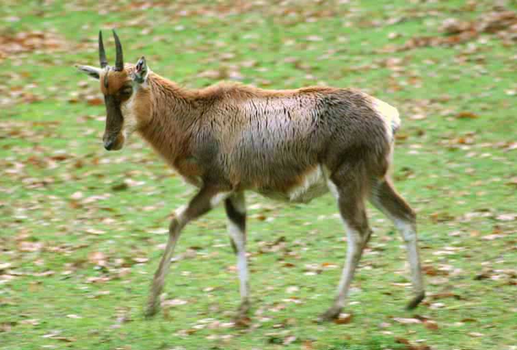 Antilope Damalisque - Copyright Puget-Passion