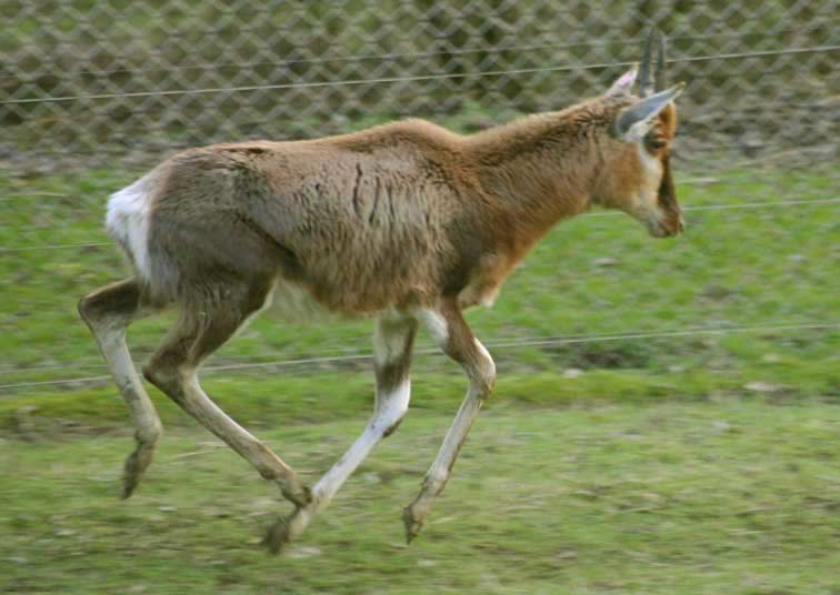 Antilope Damalisque - Copyright Puget-Passion