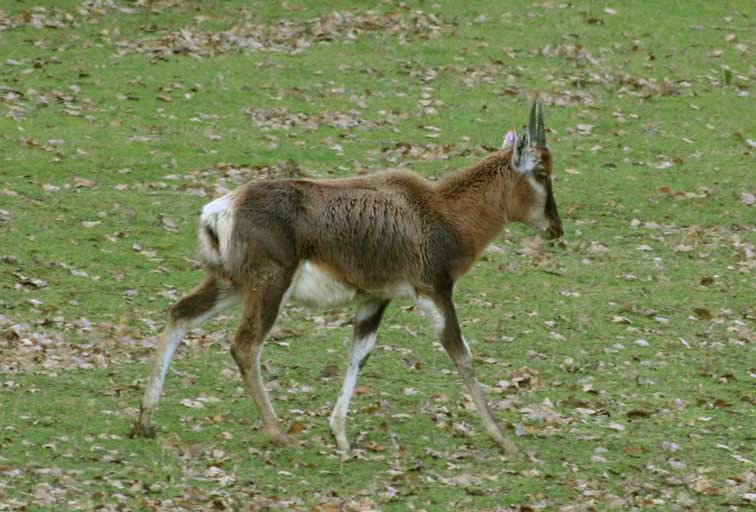 Antilope Damalisque - Copyright Puget-Passion