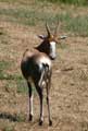 Antilope Damalisque