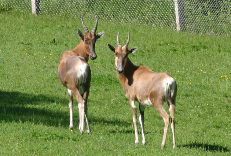 Antilope Damalisque (c) Puget Passion