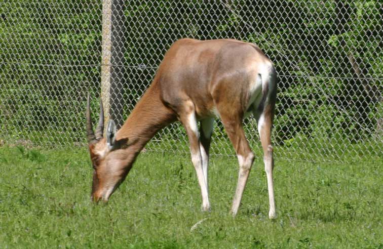 Antilope Damalisque (c) Puget Passion