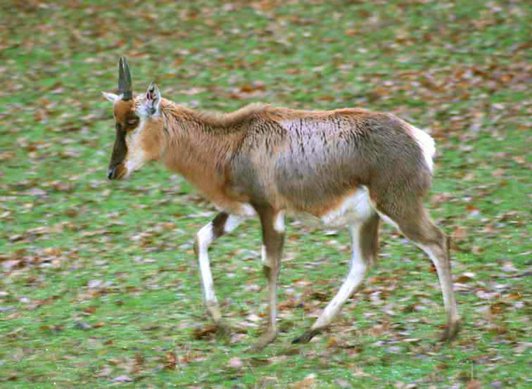 Antilope Damalisque (c) Puget Passion