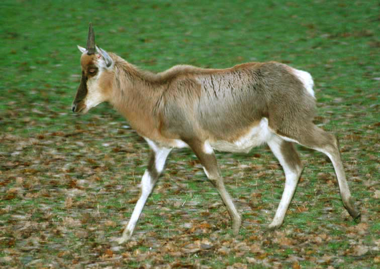 Antilope Damalisque (c) Puget Passion