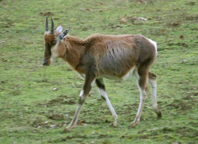 Antilope Damalisque (c) Puget Passion