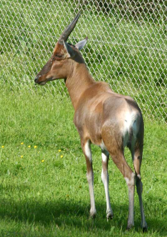 Antilope Damalisque (c) Puget Passion