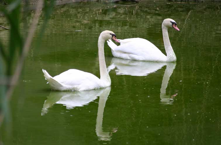 Cygne tuberculé (cignus olor) (c) Puget Passion