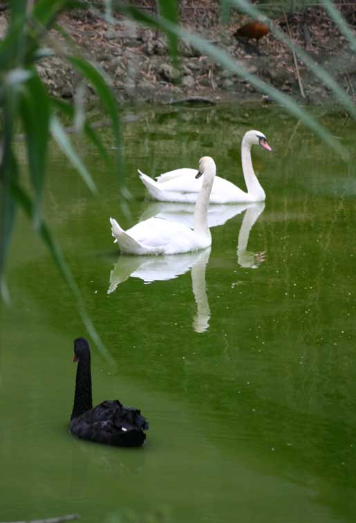 Cygne tubercul (cignus olor) (c) Puget Passion