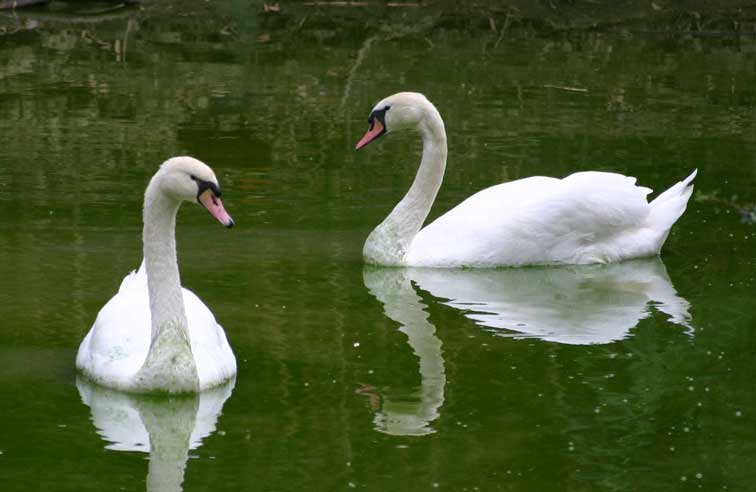 Cygne tubercul (cignus olor) (c) Puget Passion