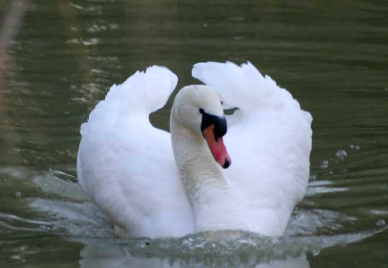 Cygne tuberculé (cignus olor) (c) Puget Passion