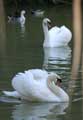 Cygne tubercul (cignus olor) (c) Puget Passion