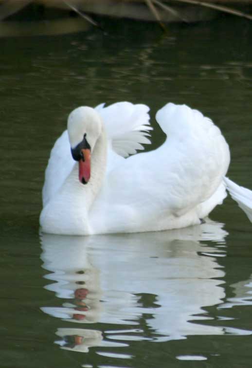 Cygne tubercul (cignus olor) (c) Puget Passion