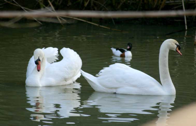 Cygne tubercul (cignus olor) (c) Puget Passion