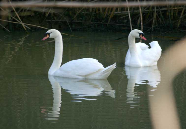 Cygne tubercul (cignus olor) (c) Puget Passion