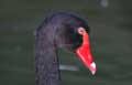 Cygne noir (Cygnus atratus) (c) Puget Passion