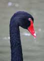 Cygne noir (Cygnus atratus) (c) Puget Passion