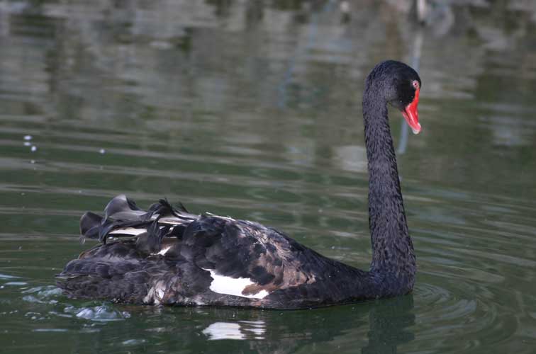 Cygne noir (cygnus atratus) (c) Puget Passion