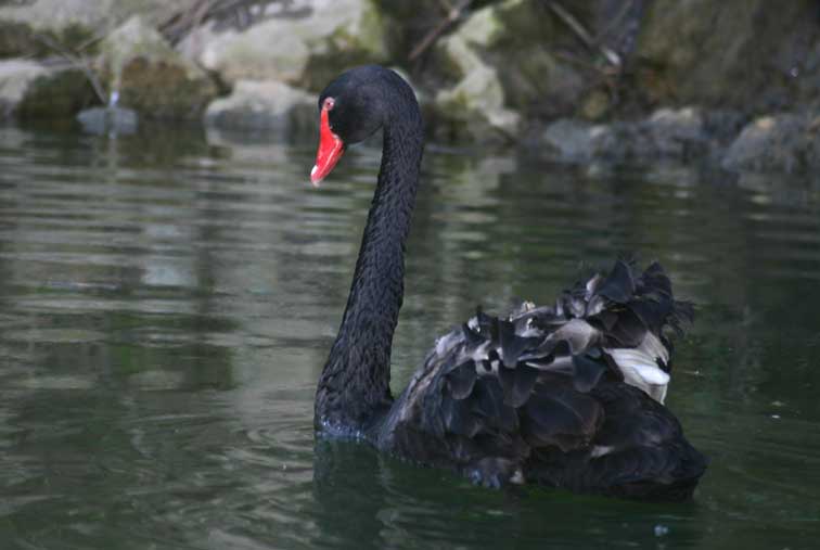 Cygne noir (cygnus atratus) (c) Puget Passion