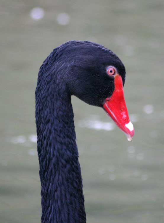 Cygne noir (cygnus atratus) (c) Puget Passion