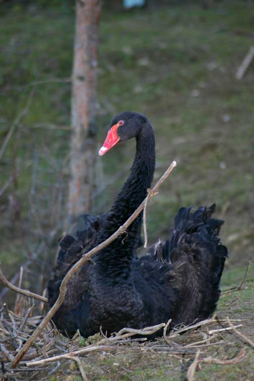 Cygne noir (cygnus atratus) (c) Puget Passion