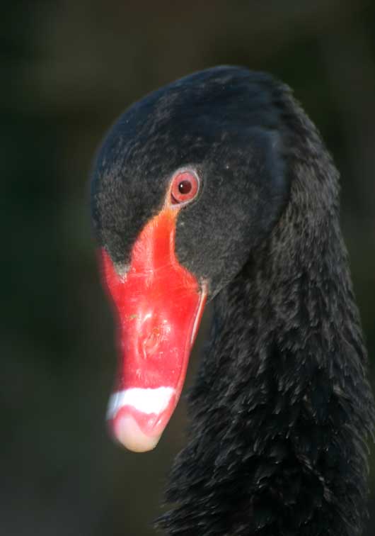 Cygne noir (cygnus atratus) (c) Puget Passion