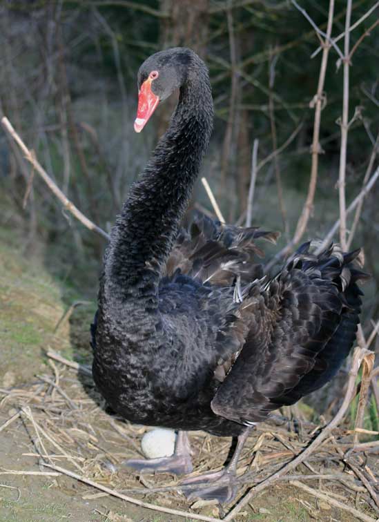 Cygne noir (cygnus atratus) (c) Puget Passion