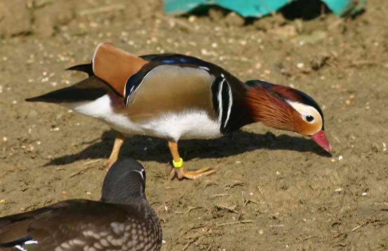 Canard Mandarin (c) Puget Passion