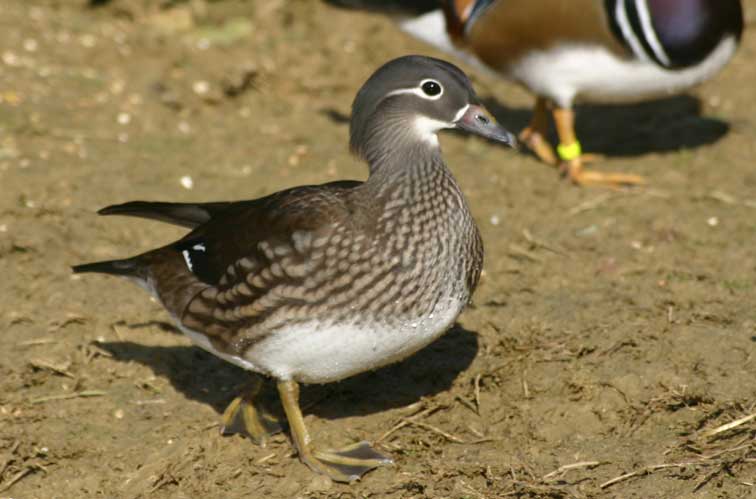 Canard Mandarin (c) Puget Passion