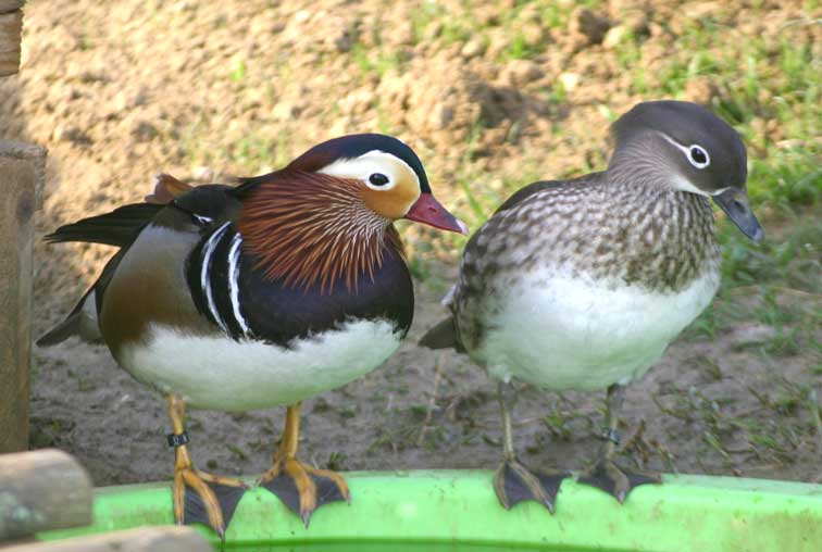 Canard Mandarin (c) Puget Passion