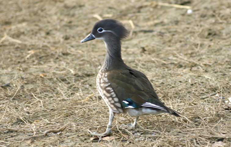 Canard Mandarin (c) Puget Passion