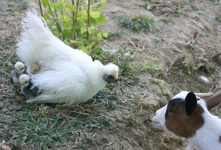 nègre soie et Anabelle (c) Puget Passion