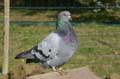 Vaillant, le pigeon (c) Puget Passion