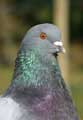 Vaillant, le Pigeon (c) Puget Passion