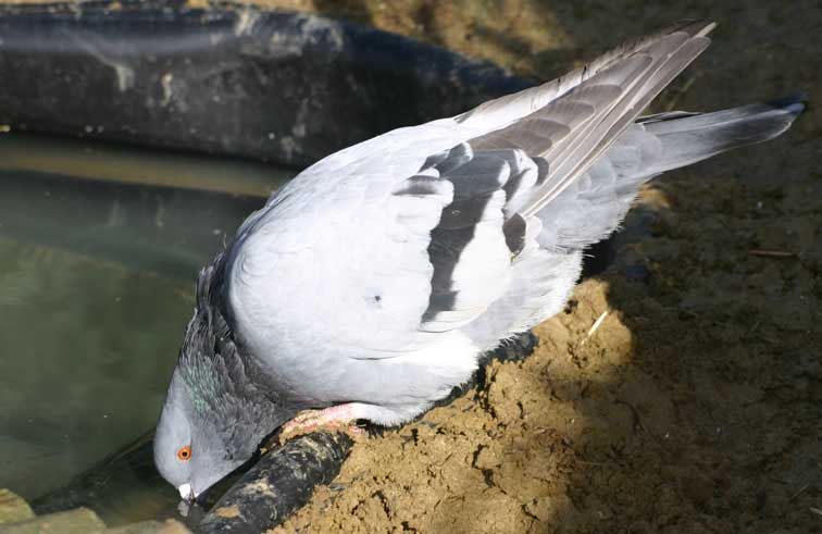 Vaillant, le pigeon (c) Puget Passion
