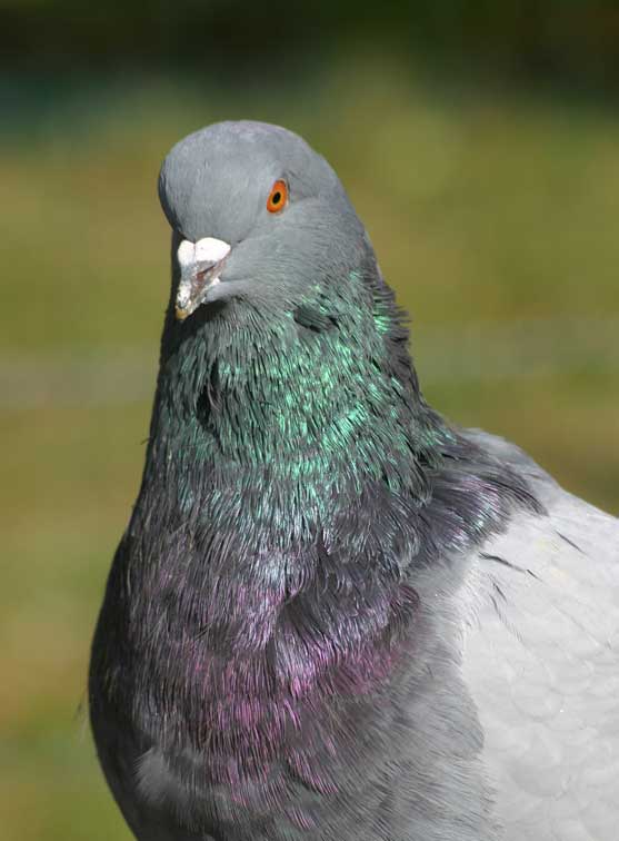 Vaillant, le pigeon (c) Puget Passion