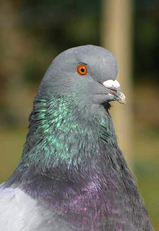 Vaillant, le pigeon (c) Puget Passion