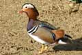 Canard Mandarin (c) Puget Passion