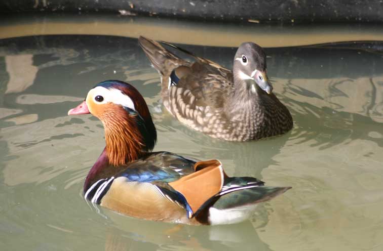 Canard Mandarin (c) Puget Passion