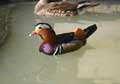 Canard Mandarin (c) Puget Passion