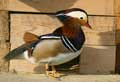 Canard Mandarin (c) Puget Passion