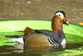 Canard Mandarin (c) Puget Passion