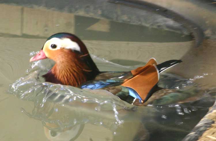 Canard Mandarin (c) Puget Passion