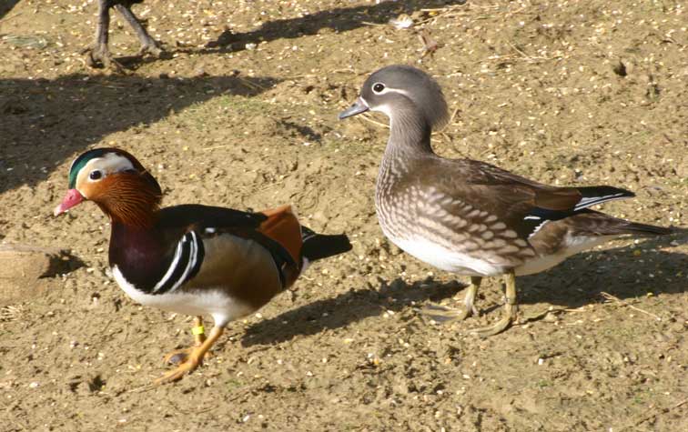 Canard Mandarin (c) Puget Passion